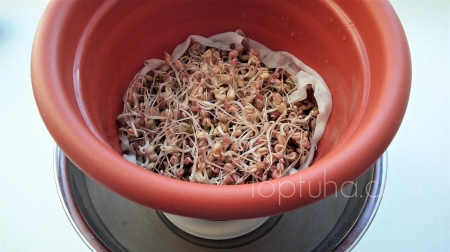 Доморощенные ростки бобов мунг (маш) и простой способ их поедания