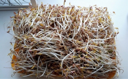 Доморощенные ростки бобов мунг (маш) и простой способ их поедания